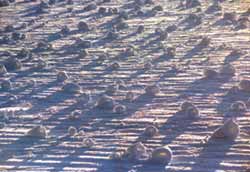69_aq_02snowrollers.jpg